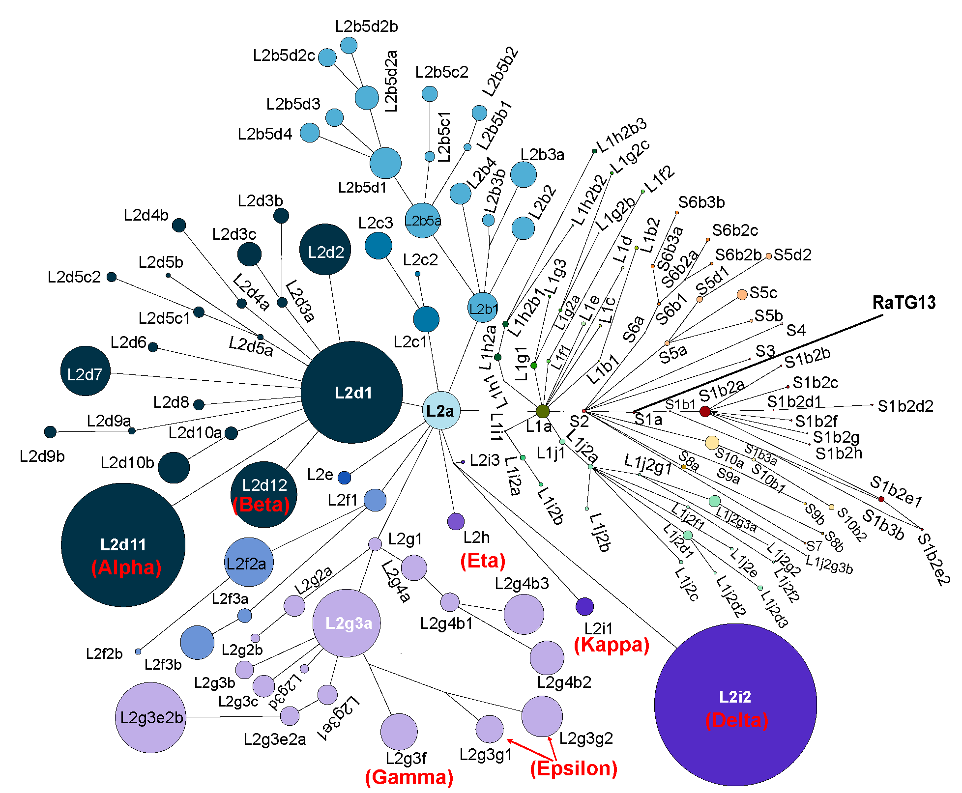 Fig. 3. Haplotype network of SARS-CoV-2.